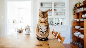 Bengal cat sat on a table