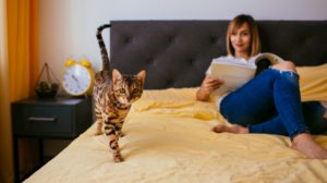 Bengal cat walking on a bed
