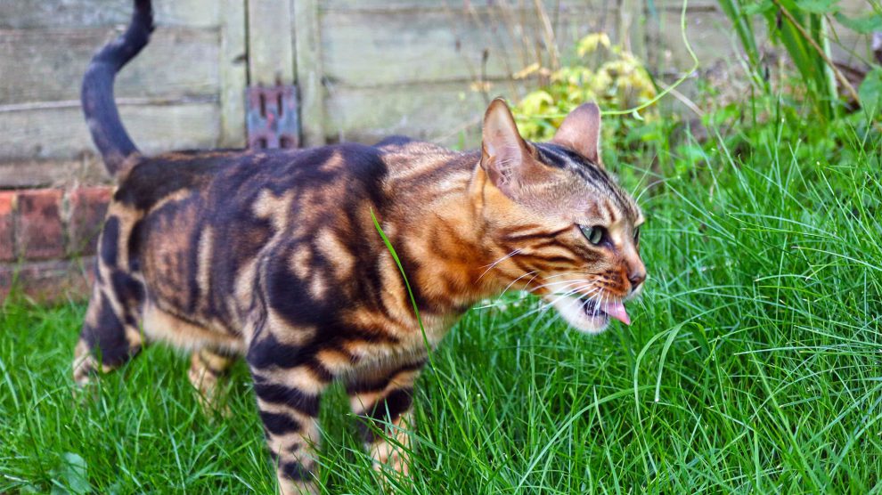 Female Bengal cat eating grass
