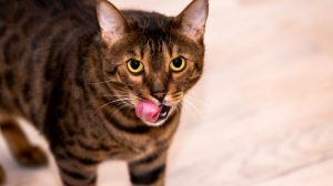 Bengal cat licking lips after eating