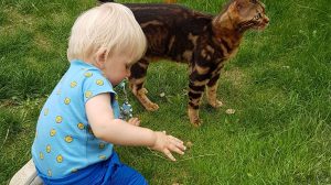 Bengal cat with a baby toddler