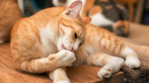 Ginger cat cleaning its paw on table