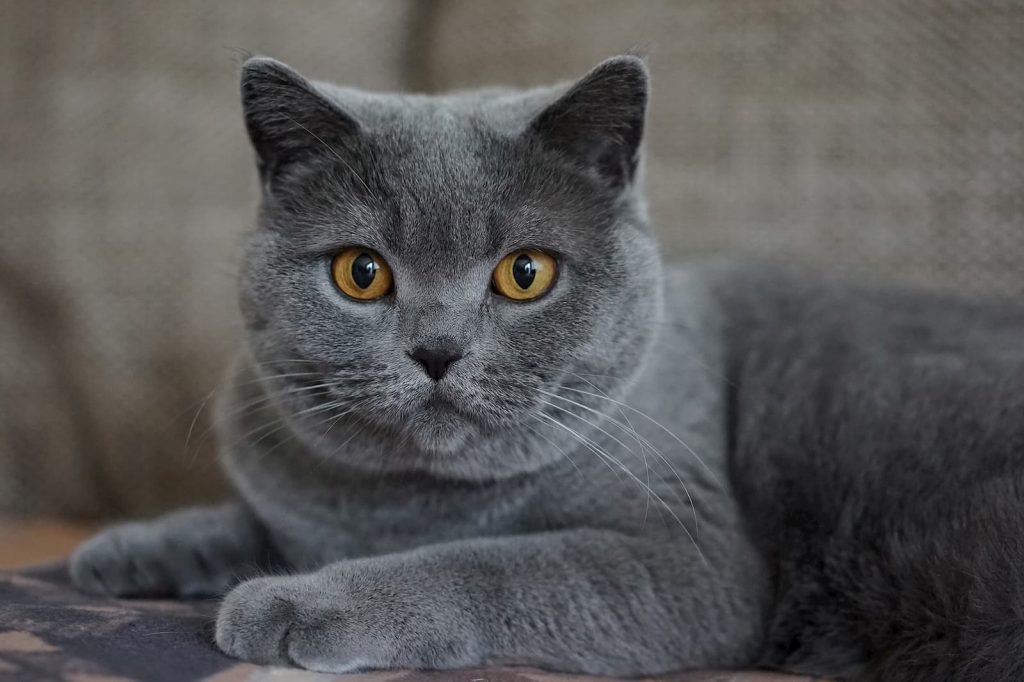 Grey chartreux cat