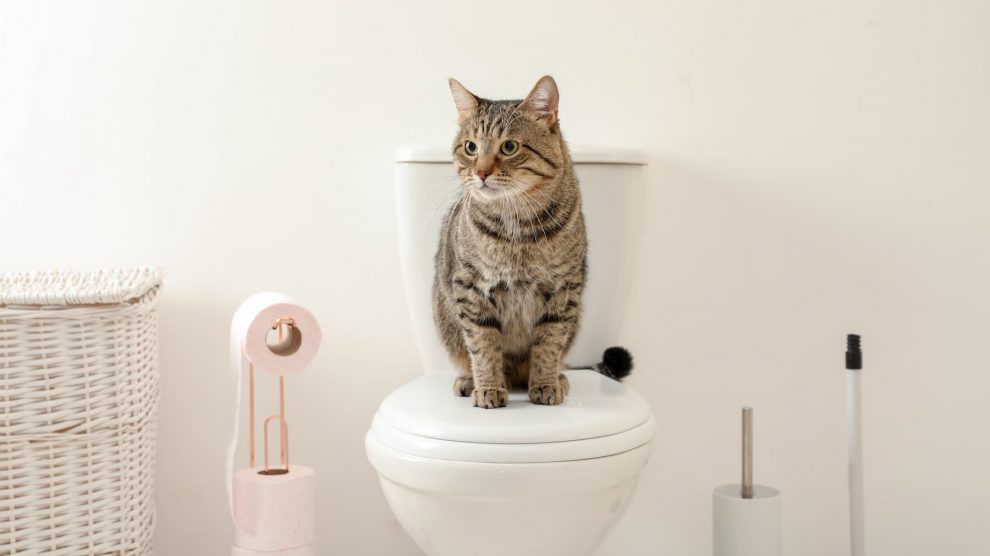Cat sat on a toilet with toilet roll