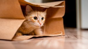 Ginger cat hiding in paper bag