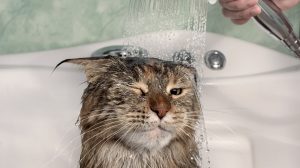 Washing cat in bathtub
